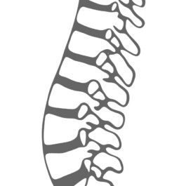 Schematische Darstellung der Lendenwirbelsäule mit Wirbelkörpern und Bandscheiben 